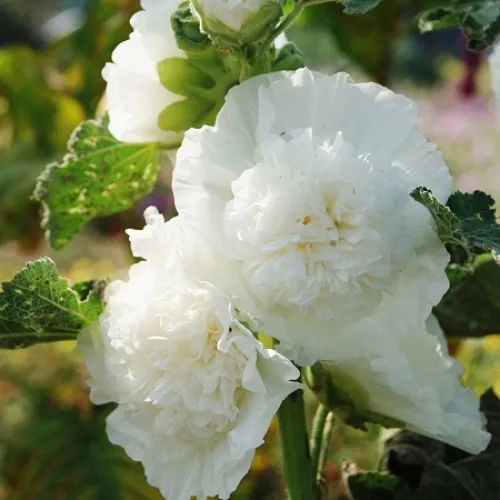 Double White